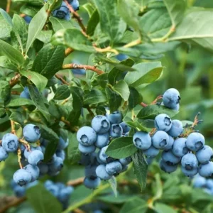 Sunshine Blue Blueberry Live Plant - Southern Highbush - Starter Bush 4-6