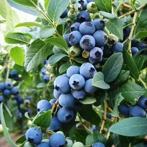 Sunshine Blue Blueberry Live Plant - Southern Highbush - Starter Bush 4-6