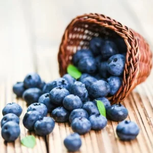 Sunshine Blue Blueberry Live Plant - Southern Highbush - Starter Bush 4-6