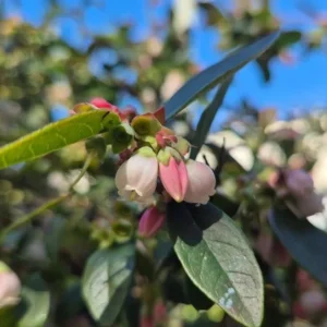 Sunshine Blue Blueberry Live Plant - Southern Highbush - Starter Bush 4-6