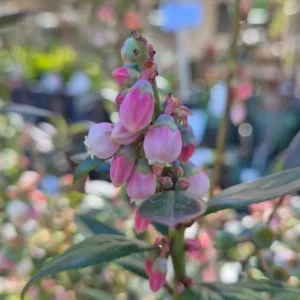Sunshine Blue Blueberry Live Plant - Southern Highbush - Starter Bush 4-6