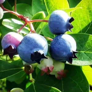 Sunshine Blue Blueberry Live Plant - Southern Highbush - Starter Bush 4-6