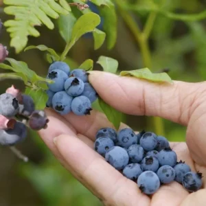 Sunshine Blue Blueberry Live Plant - Southern Highbush - Starter Bush 4-6