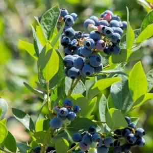 Sunshine Blueberry Live Plant - Southern Highbush - Vaccinium Corymbosum - 4-6 inch Starter Berry Bush - Image 3