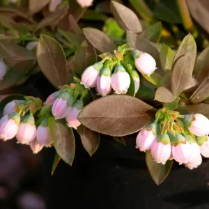 Sunshine Blueberry Live Plant - Southern Highbush - Vaccinium Corymbosum - 4-6 inch Starter Berry Bush - Image 4