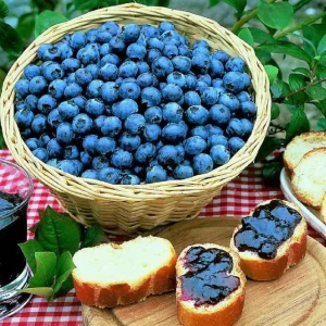 Sunshine Blueberry Live Plant - Southern Highbush - Vaccinium Corymbosum - 4-6 inch Starter Berry Bush - Image 5