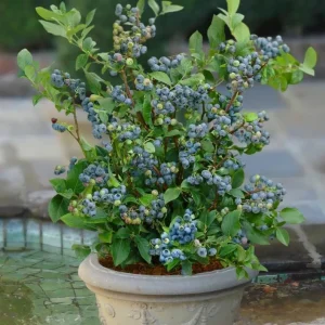 Sunshine Blueberry Live Plant - Southern Highbush - Vaccinium Corymbosum - 4-6 inch Starter Berry Bush - Image 6