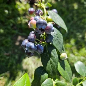 Sunshine Blueberry Live Plant - Southern Highbush - Vaccinium Corymbosum - 4-6 inch Starter Berry Bush - Image 7