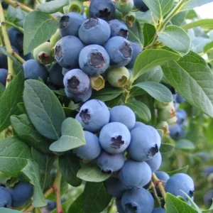 Sunshine Blueberry Live Plant - Southern Highbush - Vaccinium Corymbosum - 4-6 inch Starter Berry Bush - Image 8