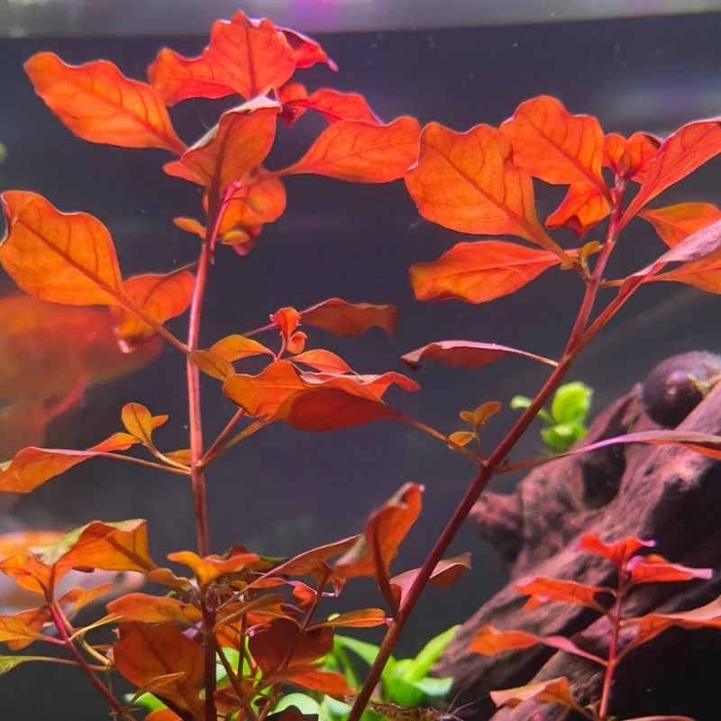 Super Red Ludwigia Live Aquarium Plants - 5-7 Stems for Freshwater Tanks - Image 2