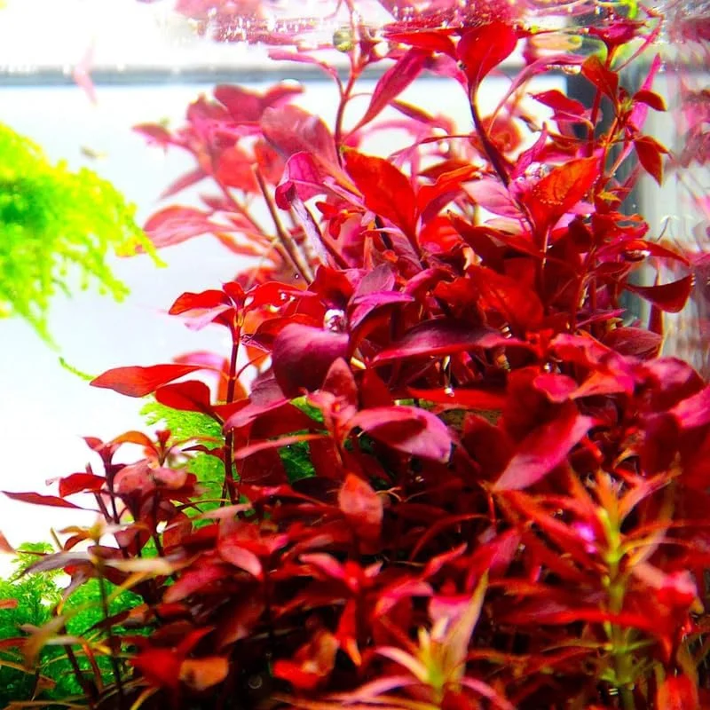 Super Red Ludwigia Live Aquarium Plants - 5-7 Stems for Freshwater Tanks - Image 3