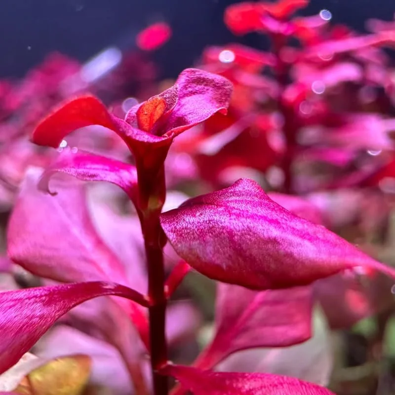 Super Red Ludwigia Live Aquarium Plants - 5-7 Stems for Freshwater Tanks - Image 4