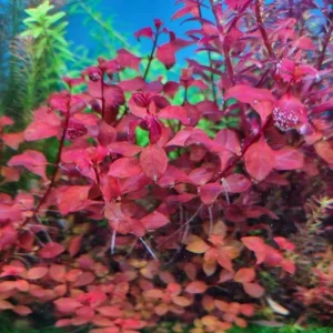 Super Red Ludwigia Live Aquarium Plants - 5-7 Stems for Freshwater Tanks - Image 5