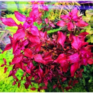 Super Red Ludwigia Live Aquarium Plants - 5-7 Stems for Freshwater Tanks - Image 6