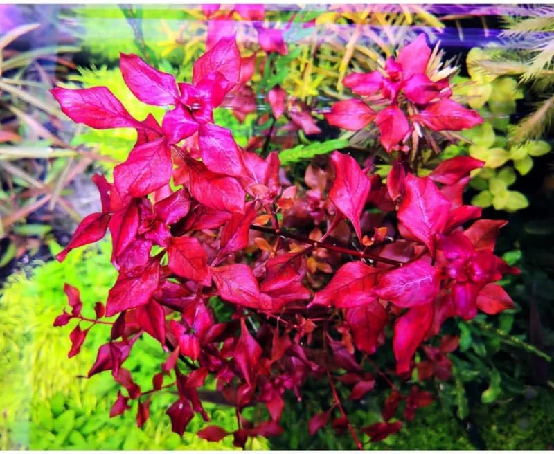 Super Red Ludwigia Live Aquarium Plants - 5-7 Stems for Freshwater Tanks - Image 6
