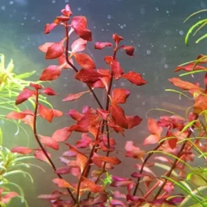 Super Red Ludwigia Live Aquarium Plants - 5-7 Stems for Freshwater Tanks - Image 7