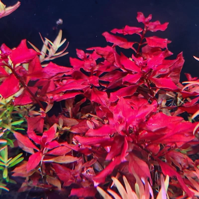 Super Red Ludwigia Live Aquarium Plants - 5-7 Stems for Freshwater Tanks - Image 1