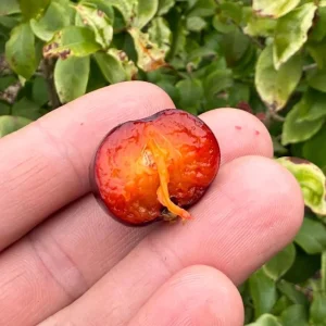 Surinam Cherry Live Plant Set - Eugenia uniflora - 2 Pack, 3-5