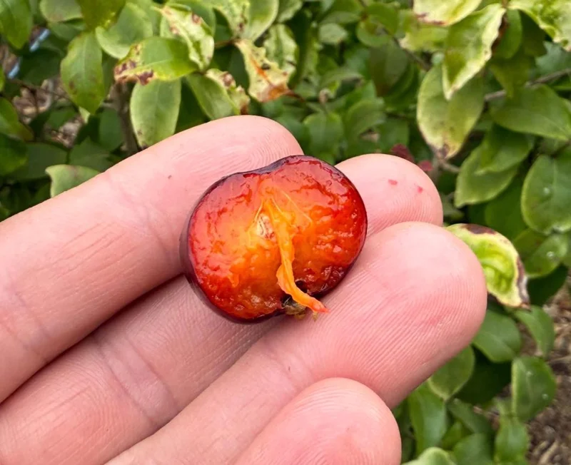 Surinam Cherry Live Plant Set - Eugenia uniflora - 2 Pack, 3-5" Tall - Tropical Fruit Tree - Image 10