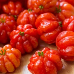 Surinam Cherry Live Plant Set - Eugenia uniflora - 2 Pack, 3-5