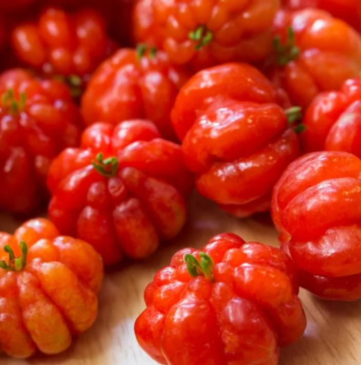 Surinam Cherry Live Plant Set - Eugenia uniflora - 2 Pack, 3-5" Tall - Tropical Fruit Tree - Image 2