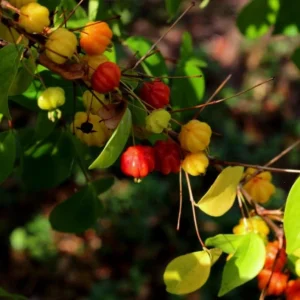 Surinam Cherry Live Plant Set - Eugenia uniflora - 2 Pack, 3-5