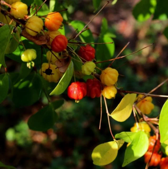 Surinam Cherry Live Plant Set - Eugenia uniflora - 2 Pack, 3-5" Tall - Tropical Fruit Tree - Image 3