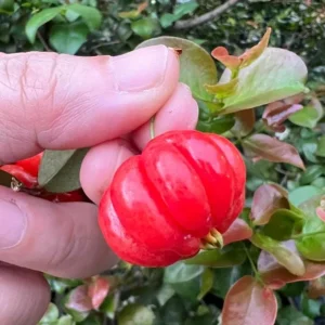 Surinam Cherry Live Plant Set - Eugenia uniflora - 2 Pack, 3-5