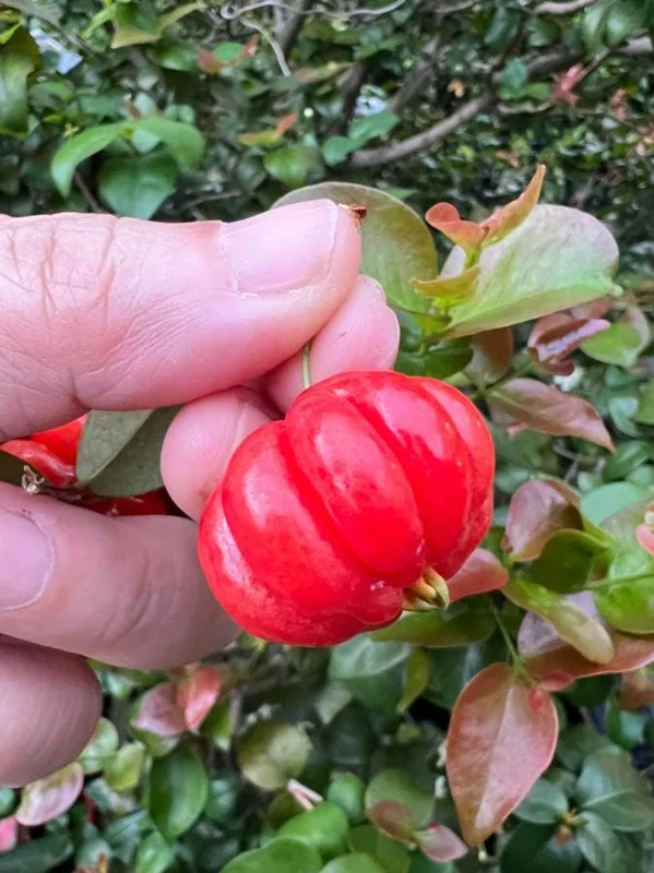 Surinam Cherry Live Plant Set - Eugenia uniflora - 2 Pack, 3-5" Tall - Tropical Fruit Tree - Image 4