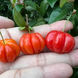 Surinam Cherry Live Plant Set - Eugenia uniflora - 2 Pack, 3-5