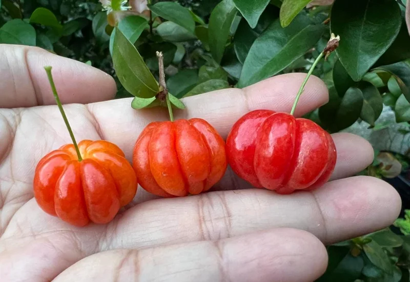 Surinam Cherry Live Plant Set - Eugenia uniflora - 2 Pack, 3-5" Tall - Tropical Fruit Tree - Image 5