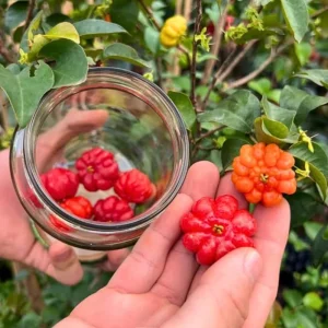 Surinam Cherry Live Plant Set - Eugenia uniflora - 2 Pack, 3-5