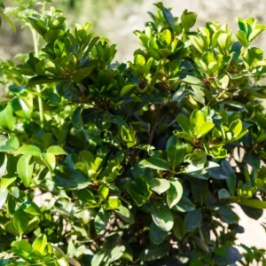 Surinam Cherry Live Plant Set - Eugenia uniflora - 2 Pack, 3-5