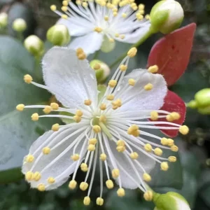 Surinam Cherry Live Plant Set - Eugenia uniflora - 2 Pack, 3-5