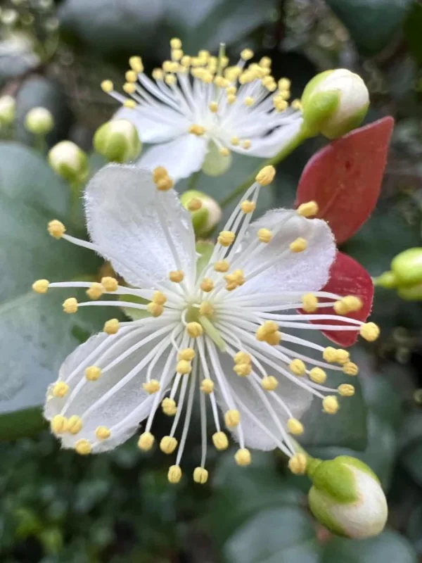 Surinam Cherry Live Plant Set - Eugenia uniflora - 2 Pack, 3-5" Tall - Tropical Fruit Tree - Image 9