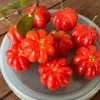 Surinam Cherry Live Plant Set - Eugenia uniflora - 2 Pack, 3-5" Tall - Tropical Fruit Tree - Image 1