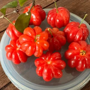 Surinam Cherry Live Plant Set - Eugenia uniflora - 2 Pack, 3-5