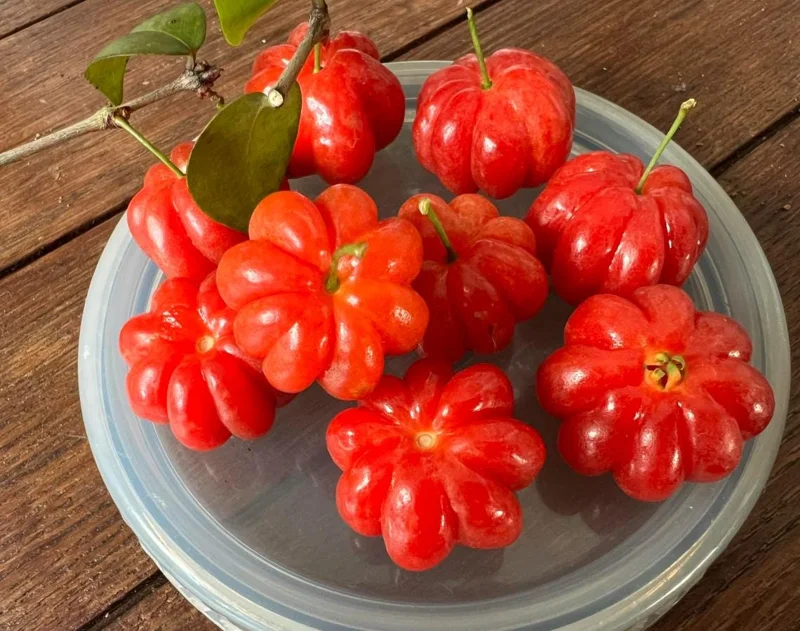 Surinam Cherry Live Plant Set - Eugenia uniflora - 2 Pack, 3-5" Tall - Tropical Fruit Tree - Image 1