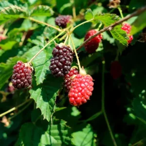 Sweet Boysenberry Live Plant - Set of 2 Starter Plants 4-6