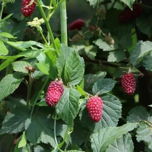 Sweet Boysenberry Live Plant - Set of 2 Starter Plants 4-6