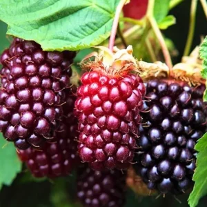 Sweet Boysenberry Live Plant - Set of 2 Starter Plants 4-6