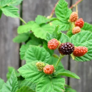 Sweet Boysenberry Live Plant - Set of 2 Starter Plants 4-6
