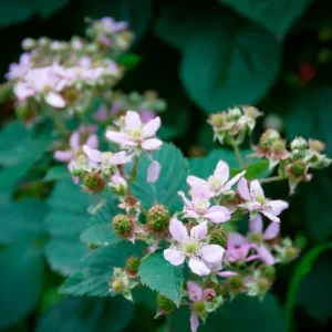 Sweet Boysenberry Live Plant - Set of 2 Starter Plants 4-6