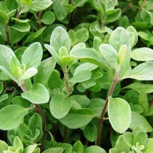 Sweet Marjoram Live Plant – Set of 3 Culinary Herb Starters, 2-6
