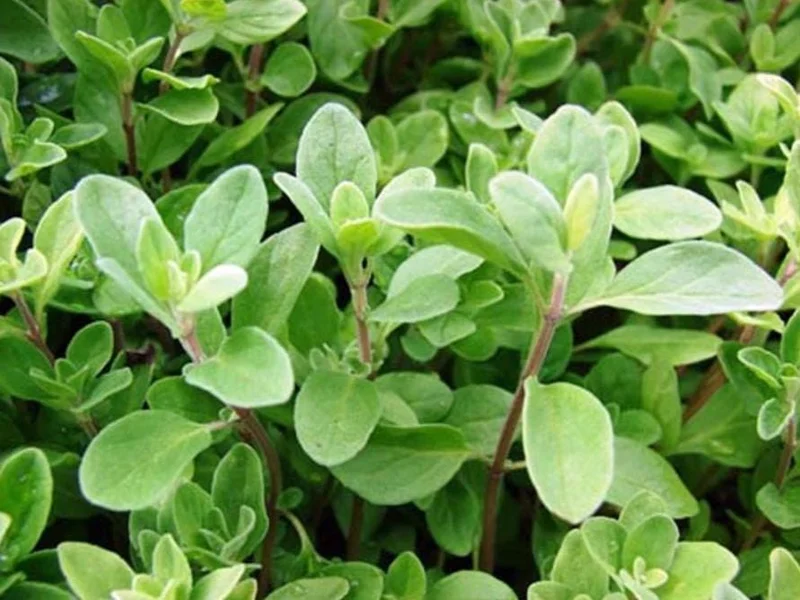 Sweet Marjoram Live Plant – Set of 3 Culinary Herb Starters, 2-6" Tall, Perennial - Image 2