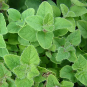 Sweet Marjoram Live Plant – Set of 3 Culinary Herb Starters, 2-6