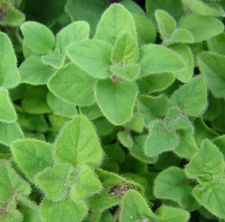 Sweet Marjoram Live Plant – Set of 3 Culinary Herb Starters, 2-6" Tall, Perennial - Image 3