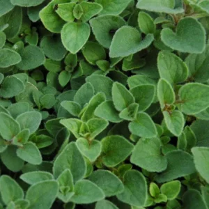 Sweet Marjoram Live Plant – Set of 3 Culinary Herb Starters, 2-6