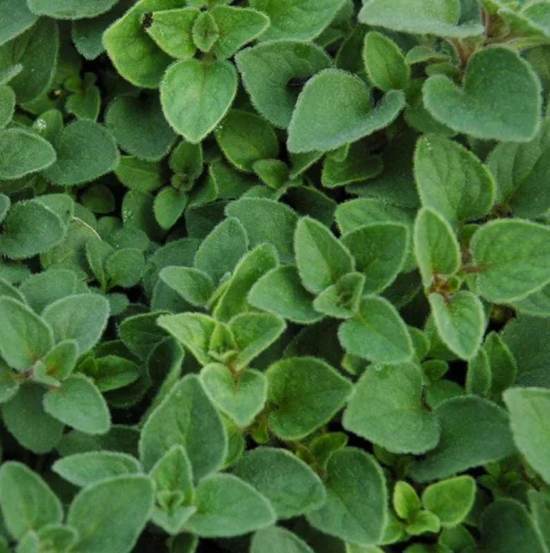 Sweet Marjoram Live Plant – Set of 3 Culinary Herb Starters, 2-6" Tall, Perennial - Image 5