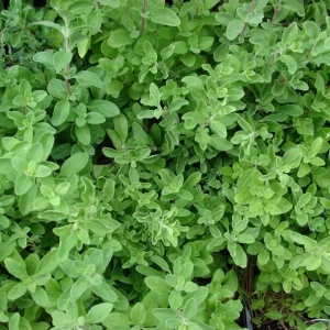 Sweet Marjoram Live Plant – Set of 3 Culinary Herb Starters, 2-6
